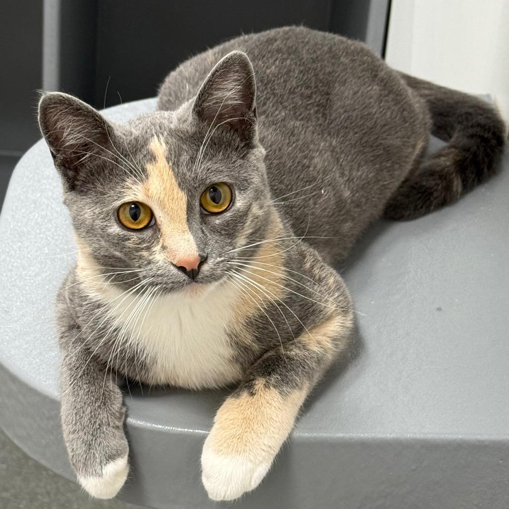 Enlarge Calypso, a Adoptable Domestic Short Hair in Pleasanton, CA image 1/5