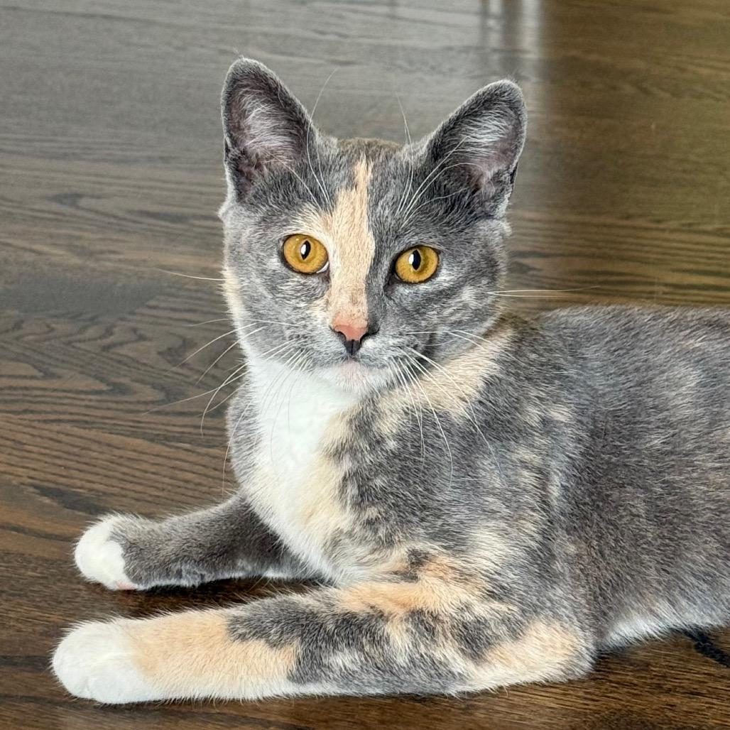 Enlarge Calypso, a Adoptable Domestic Short Hair in Pleasanton, CA image 2/5