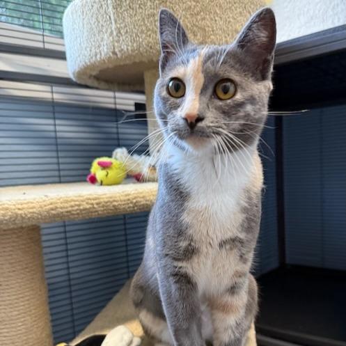 Enlarge Calypso, a Adoptable Domestic Short Hair in Pleasanton, CA image 3/5