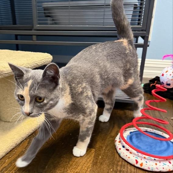 Enlarge Calypso, a Adoptable Domestic Short Hair in Pleasanton, CA image 4/5