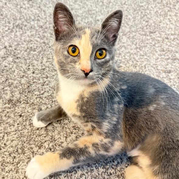 Enlarge Calypso, a Adoptable Domestic Short Hair in Pleasanton, CA image 5/5