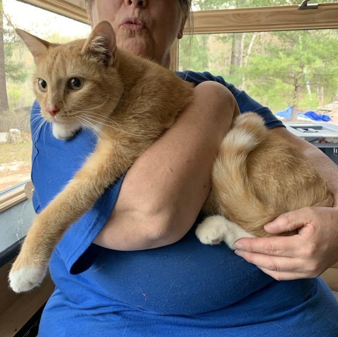 Pluto, Adoptable, Young Male Tabby.