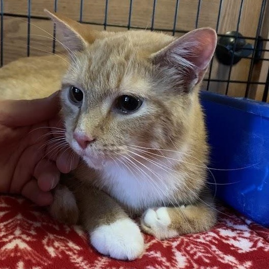 Enlarge Pluto, a Adoptable Tabby in Hawley, PA image 1/6