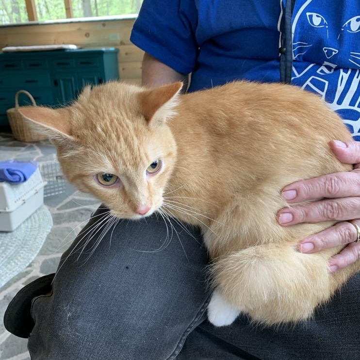 Enlarge Pluto, a Adoptable Tabby in Hawley, PA image 5/6