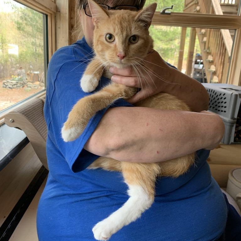 Enlarge Pluto, a Adoptable Tabby in Hawley, PA image 3/6