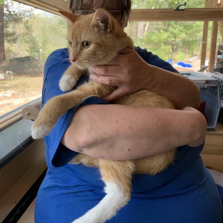 Enlarge Pluto, a Adoptable Tabby in Hawley, PA image 6/6