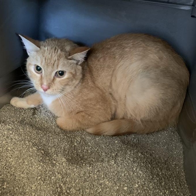 Enlarge Pluto, a Adoptable Tabby in Hawley, PA image 4/6