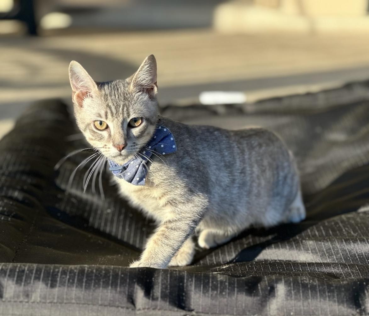 Leo - Kuykendahl Petsmart