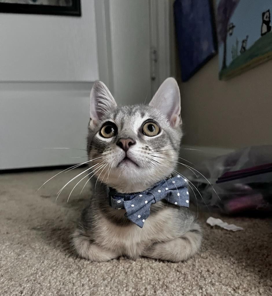 Leo - Kuykendahl Petsmart