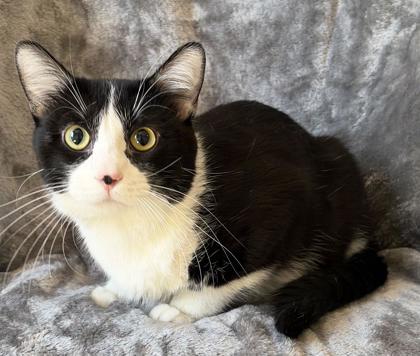 Enlarge Biggie, a ADOPTABLE mixed breed in Buffalo, MN image 1/1