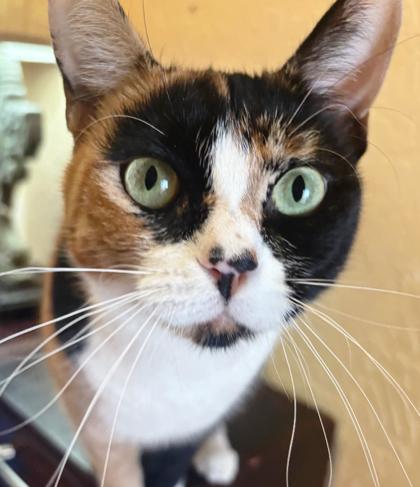 Enlarge Daiquiri, a Adoptable Domestic Short Hair in Encinitas, CA image 1/3