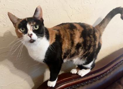 Enlarge Daiquiri, a Adoptable Domestic Short Hair in Encinitas, CA image 2/3