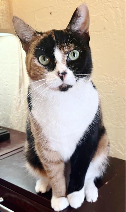 Enlarge Daiquiri, a Adoptable Domestic Short Hair in Encinitas, CA image 3/3