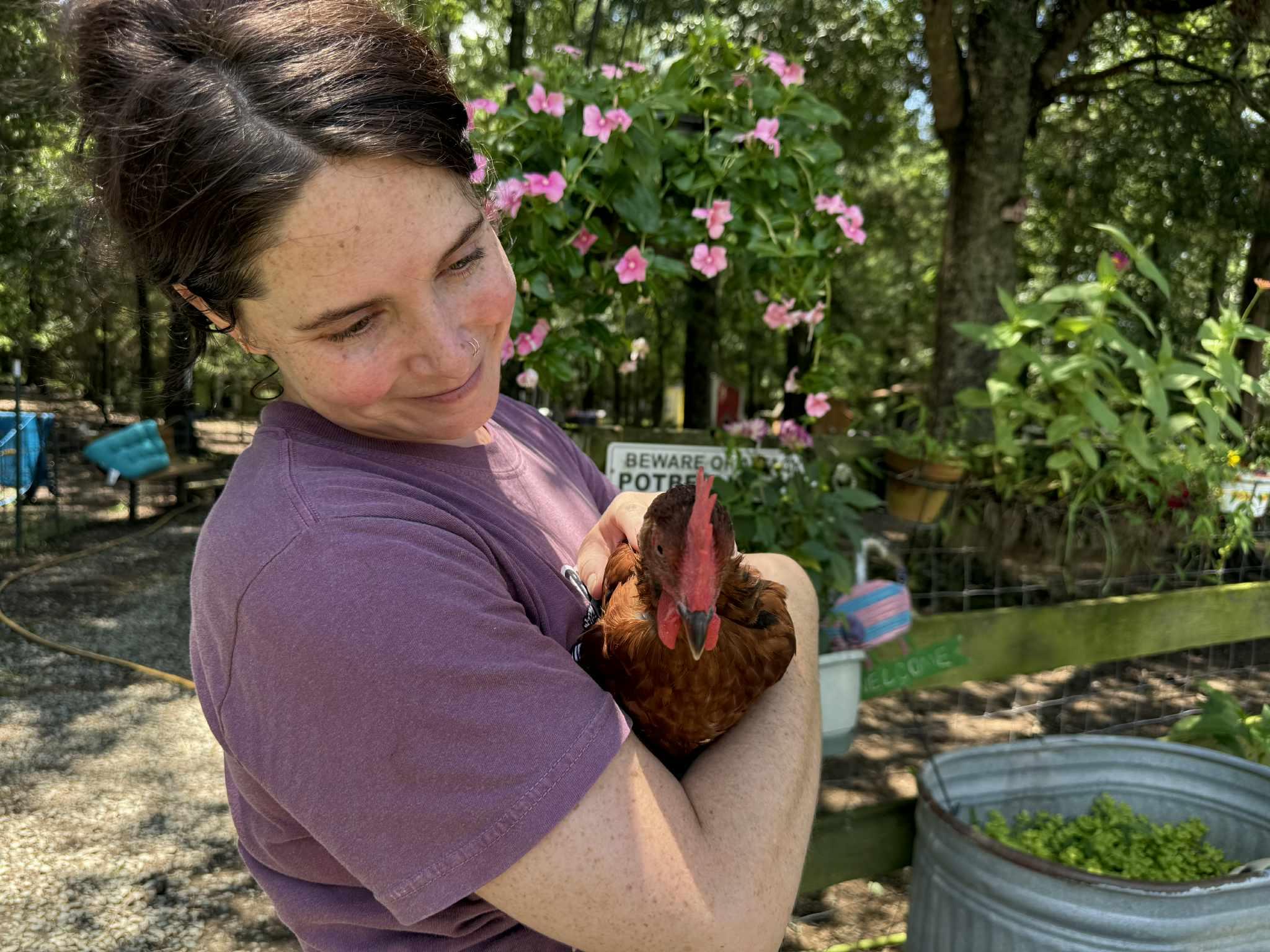 Baby Roo, Adoptable, Baby Male Chicken.