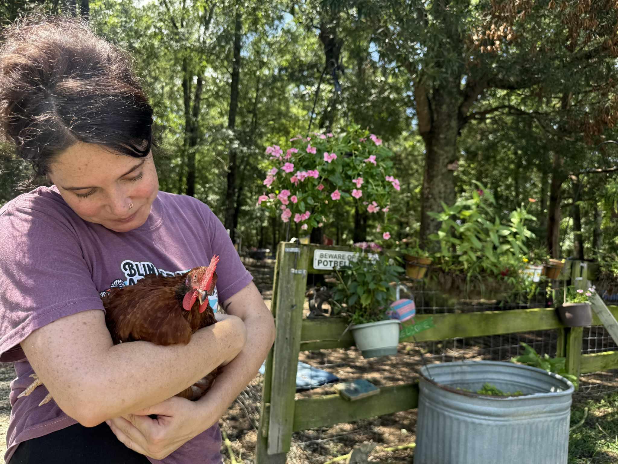 Baby Roo, a Adoptable Chicken in Durham, NC image 4/5