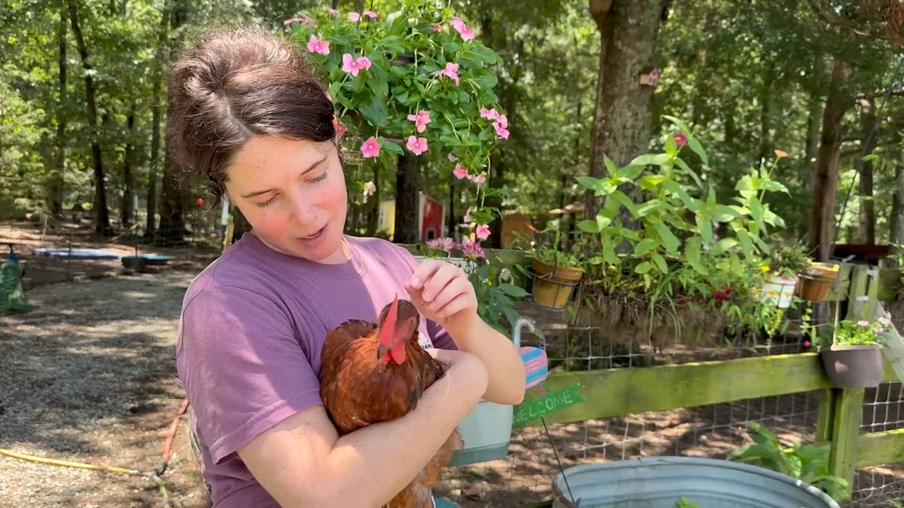Enlarge Baby Roo, a Adoptable Chicken in Durham, NC video 5/5