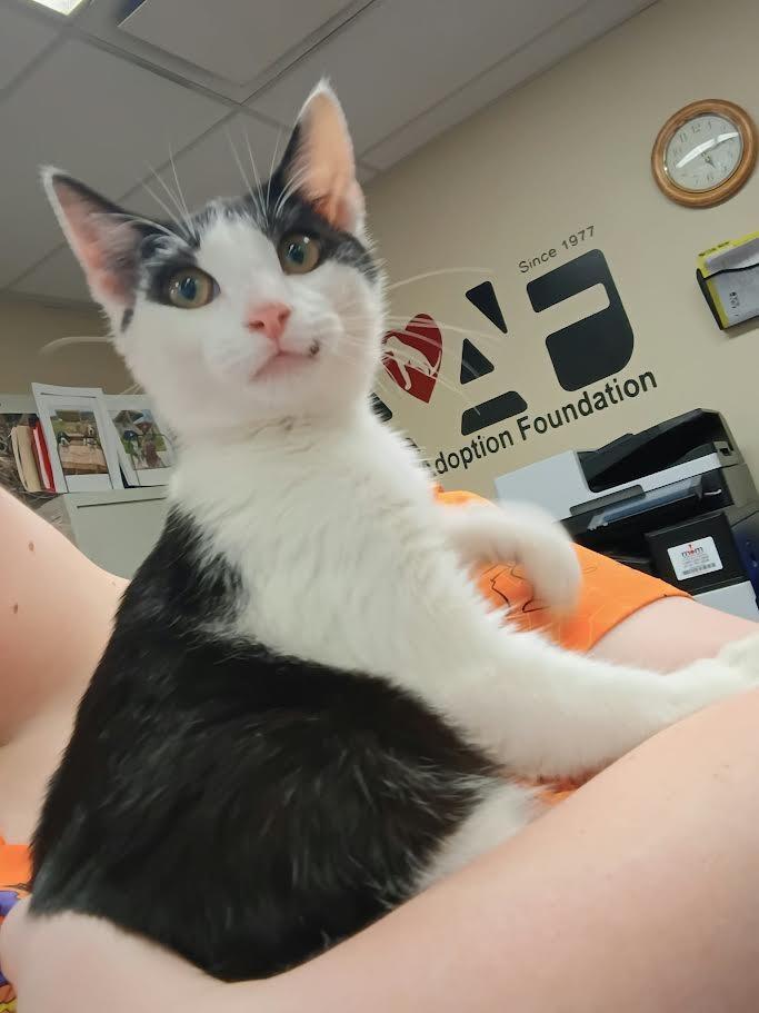 Joe Kopasz, Adoptable, Kitten Male Domestic Short Hair.
