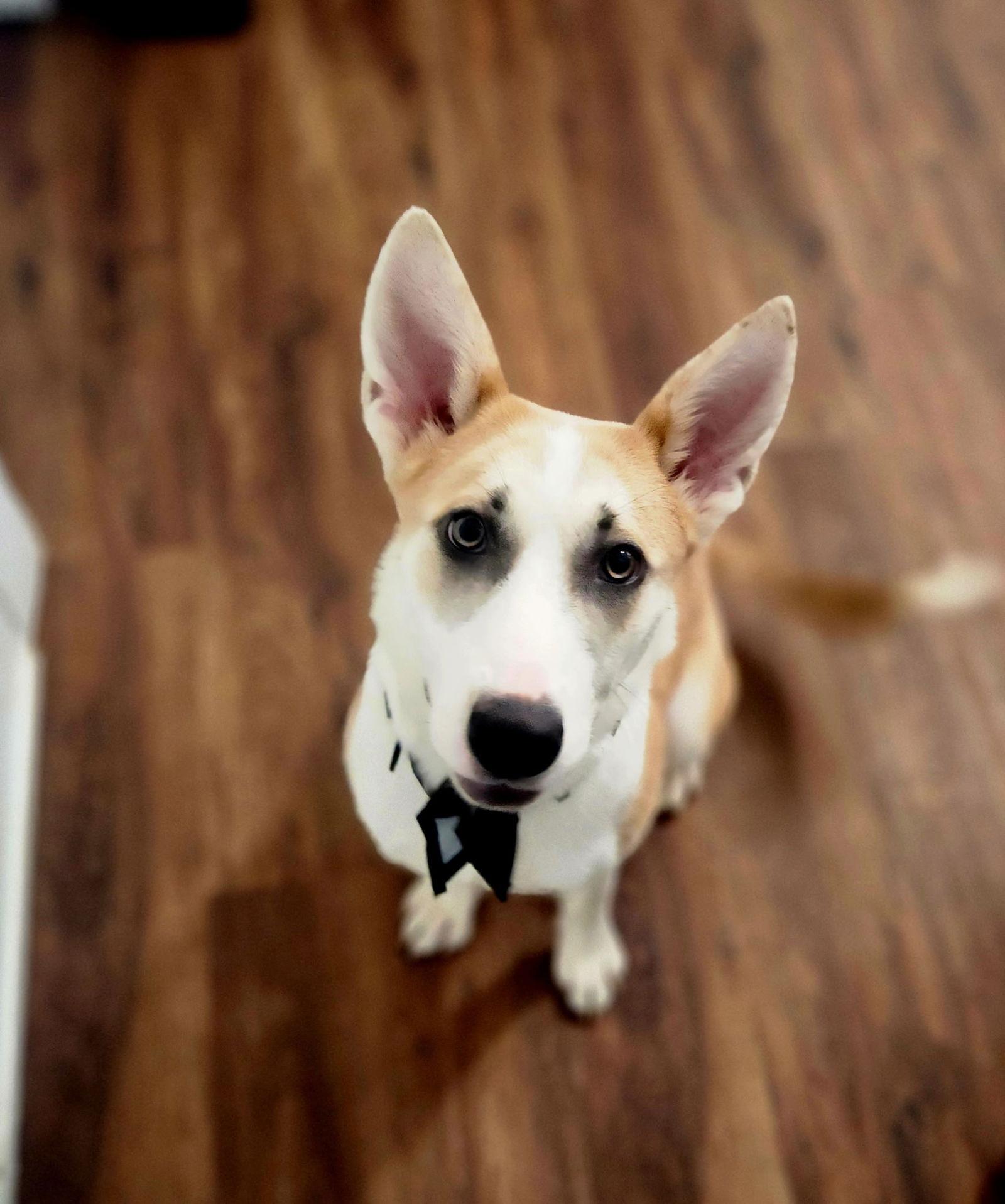 Pepper, a Adoptable mixed breed in Sparks, NV image 2/3