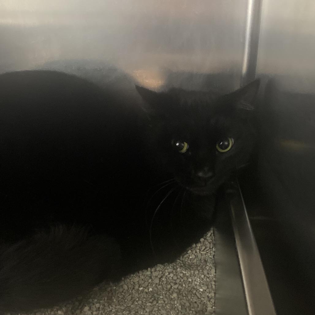 Enlarge Lavacake, a Adoptable Domestic Short Hair in Independence, KS image 1/1