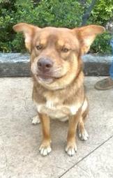 Enlarge Bear, a Adopted mixed breed in Decatur, GA image 1/3