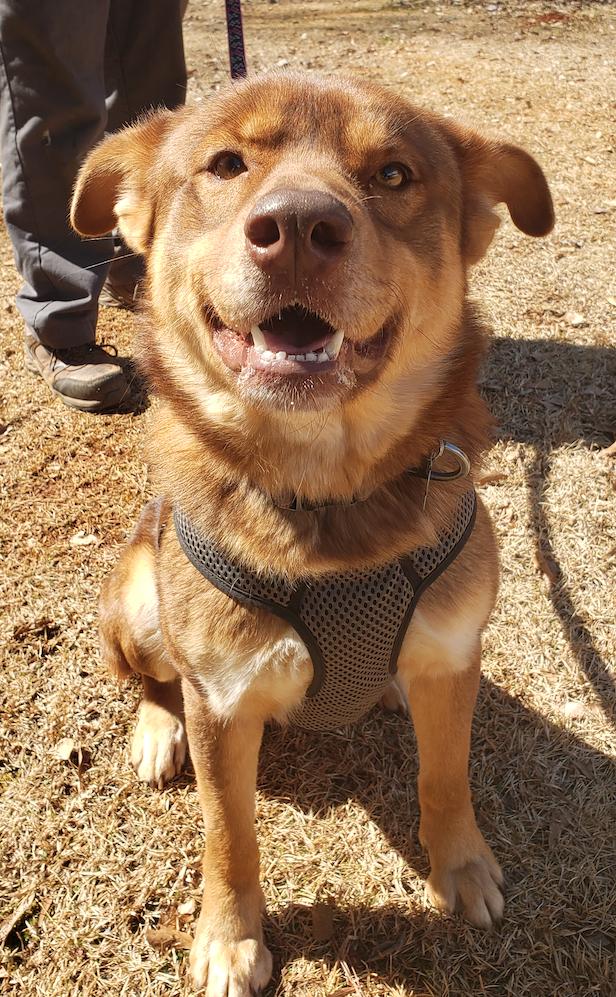 Enlarge Bear, a Adopted mixed breed in Decatur, GA image 2/3