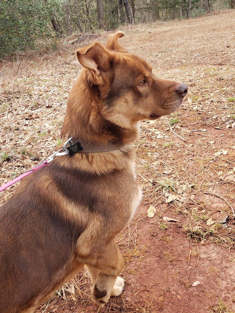 Enlarge Bear, a Adopted mixed breed in Decatur, GA image 3/3