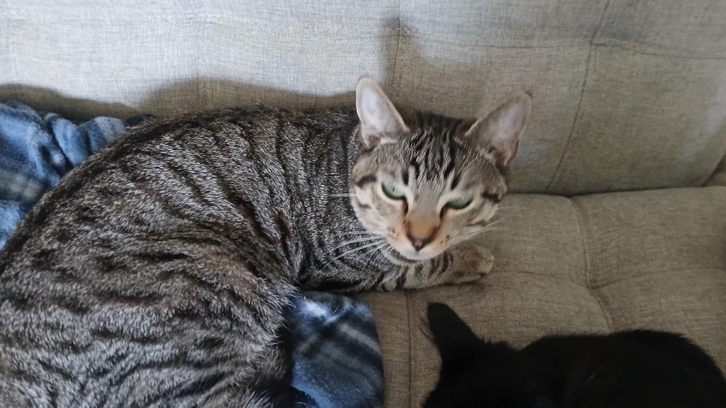 Tails, Adoptable, Young Male Domestic Short Hair.