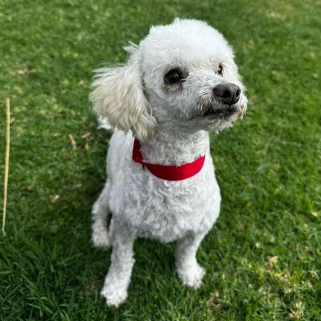 Picasso — thumbnail 4