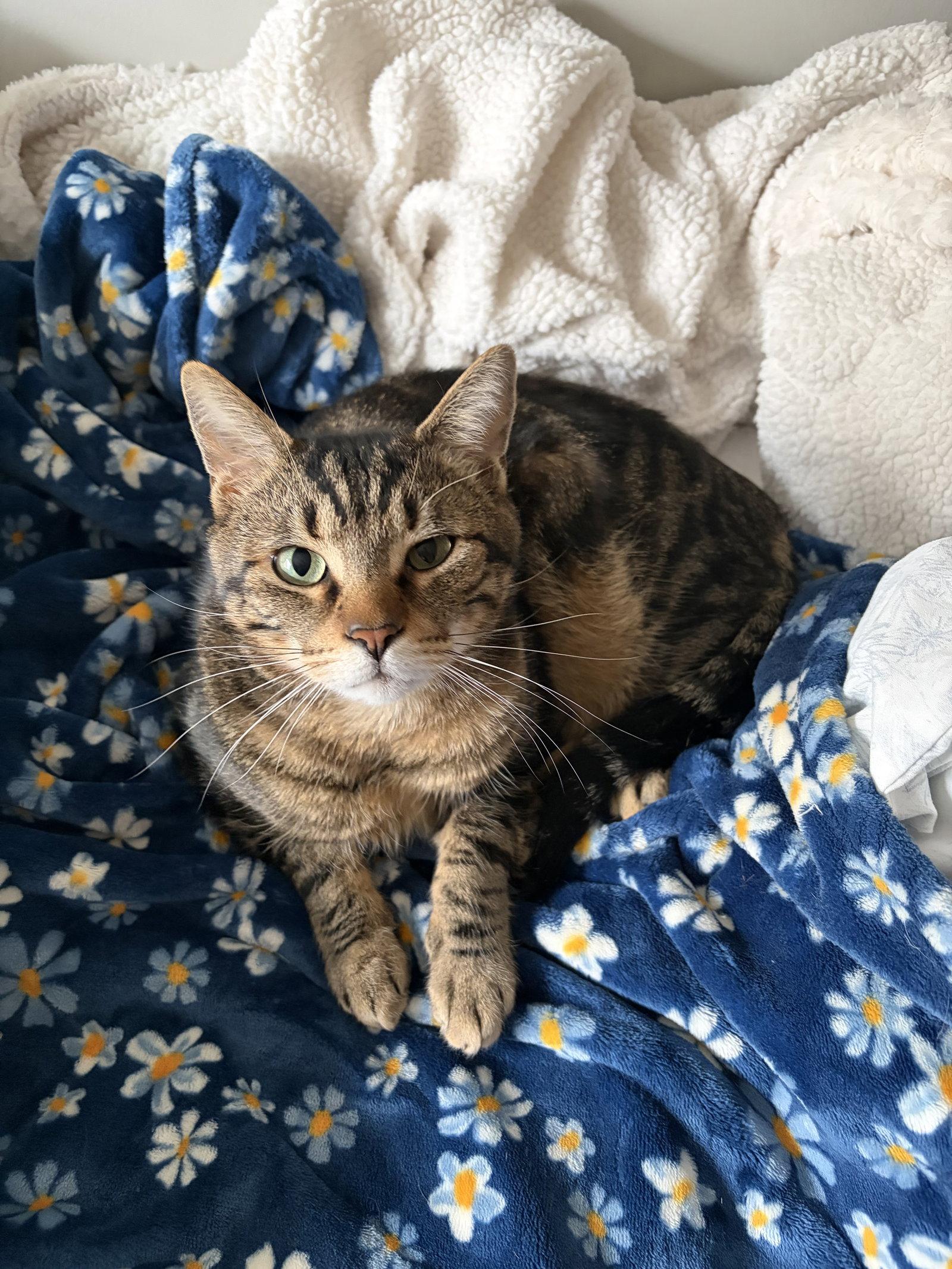 Enlarge Jasper, a Adoptable Domestic Short Hair in East Derry, NH image 2/3