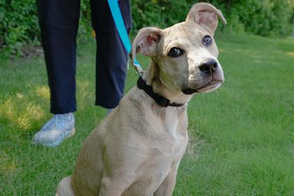 Delilah, Adoptable, Puppy Female Pit Bull Terrier & Terrier.
