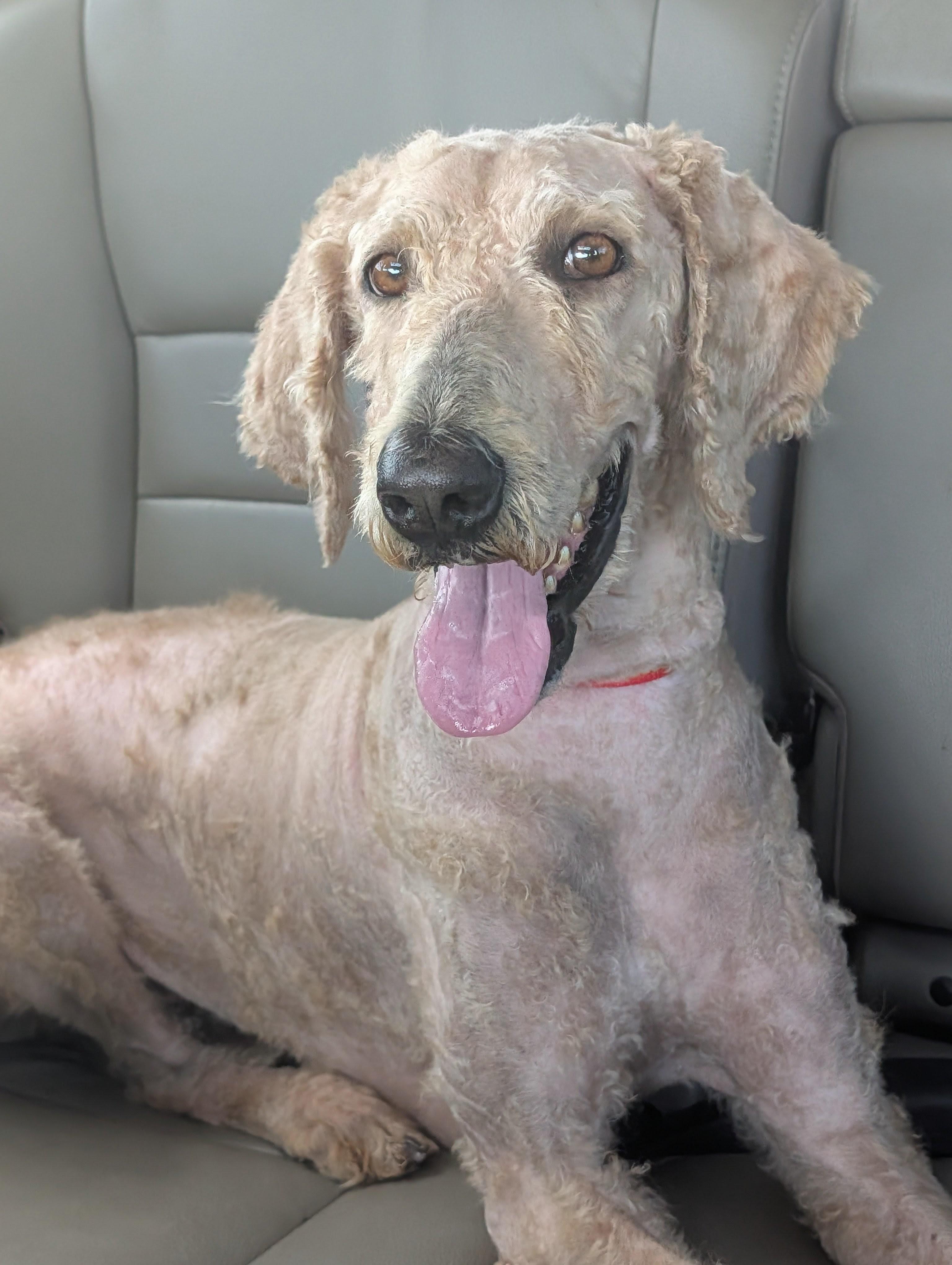 Enlarge Barbie, a ADOPTABLE Labradoodle in Baton Rouge, LA image 1/1