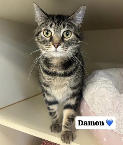 Damon, Adoptable, Kitten Female Domestic Short Hair & Domestic Short Hair.