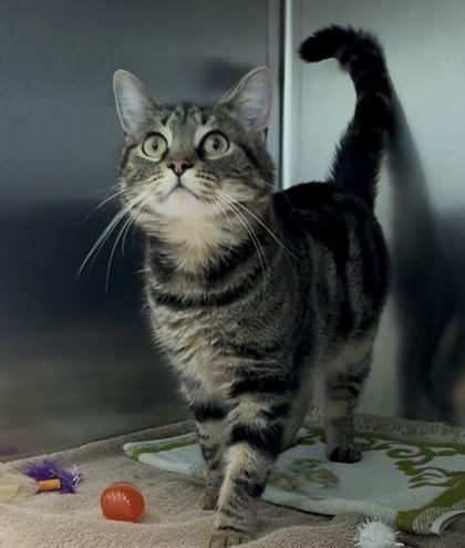 Damon, a Adoptable mixed breed in Winchester, VA image 2/2