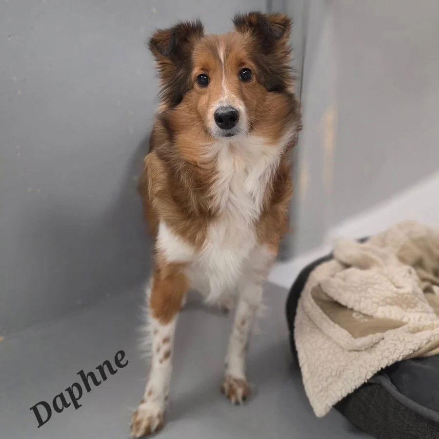 Enlarge Daphne, a Adopted Shetland Sheepdog / Sheltie in Dublin, OH image 1/1