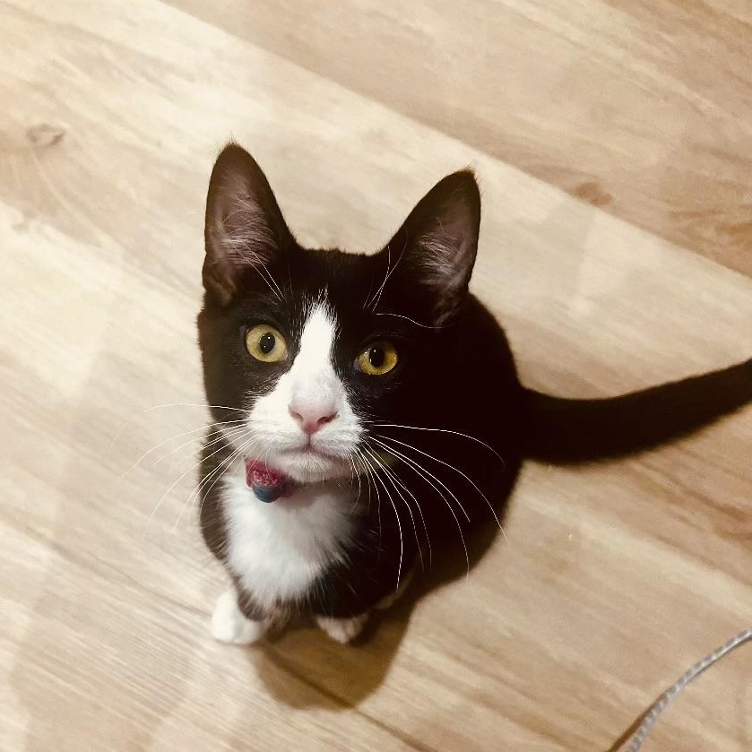 Enlarge Cricket, a Adoptable Tuxedo in Woodbridge, VA image 4/6