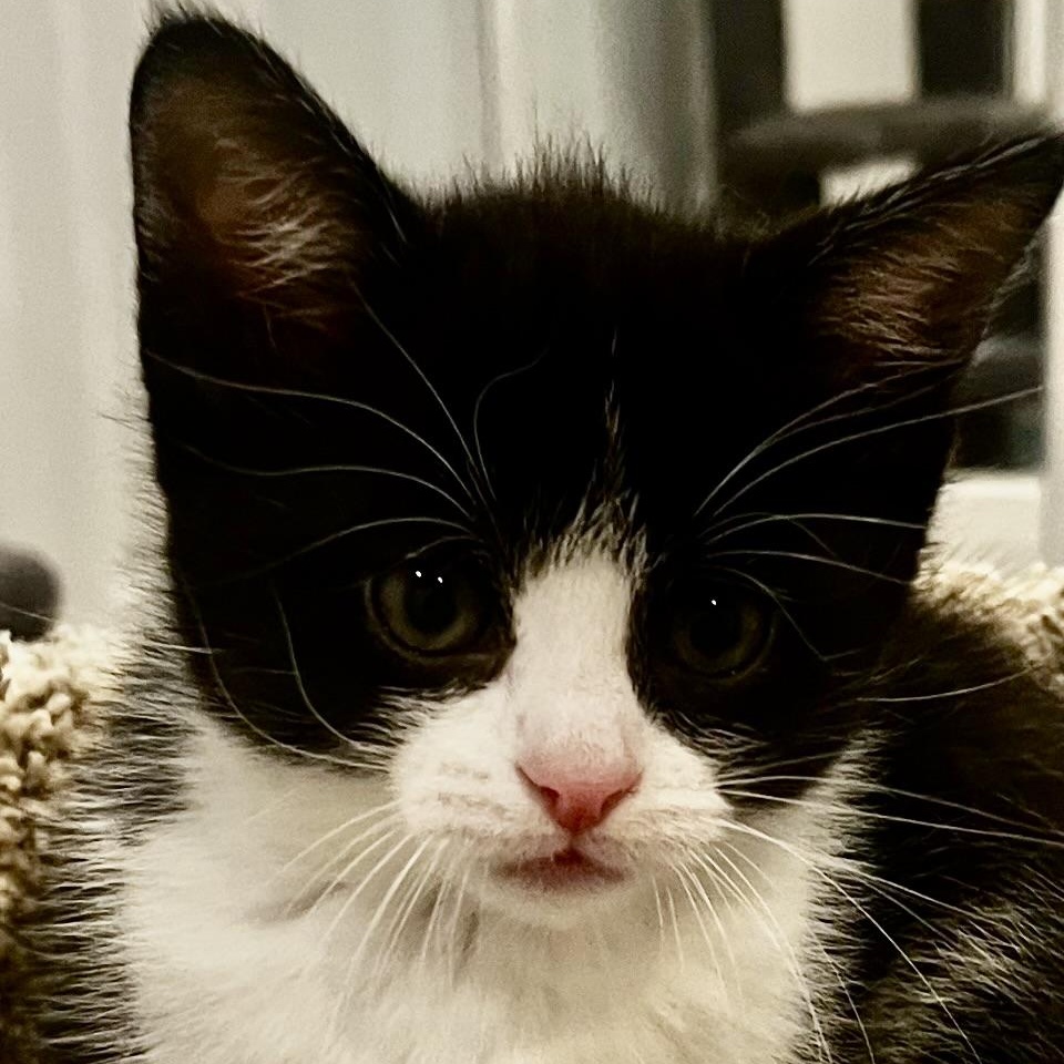 Enlarge Cricket, a Adoptable Tuxedo in Woodbridge, VA image 1/6