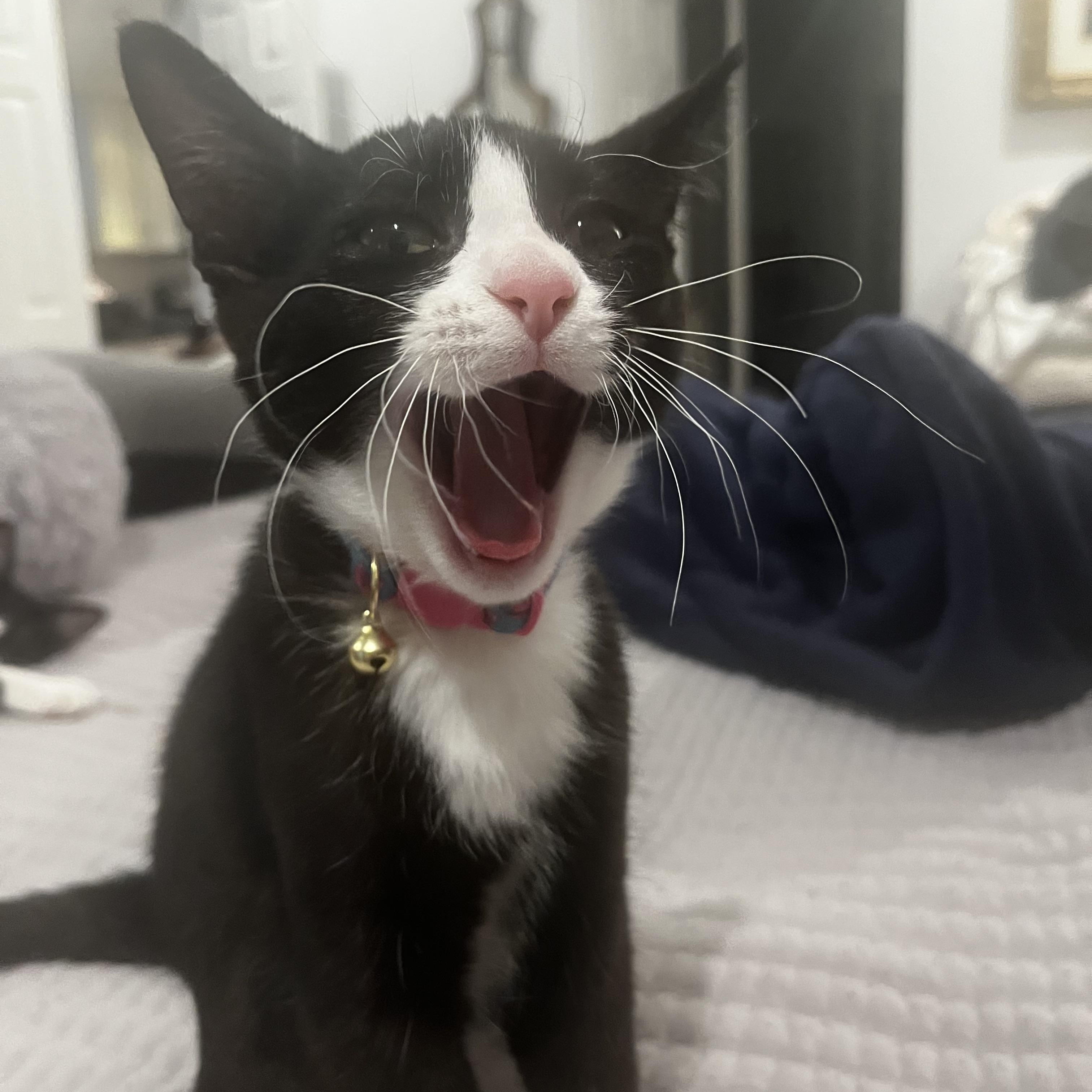Enlarge Cricket, a Adoptable Tuxedo in Woodbridge, VA image 3/6