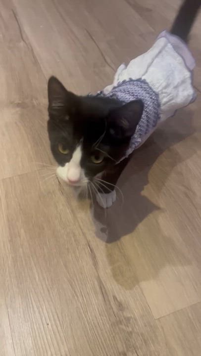 Enlarge Cricket, a Adoptable Tuxedo in Woodbridge, VA video 6/6