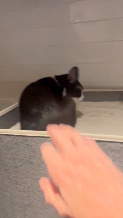 Enlarge Cricket, a Adoptable Tuxedo in Woodbridge, VA video 5/6