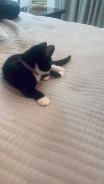 Enlarge Cricket, a Adoptable Tuxedo in Woodbridge, VA video 2/6