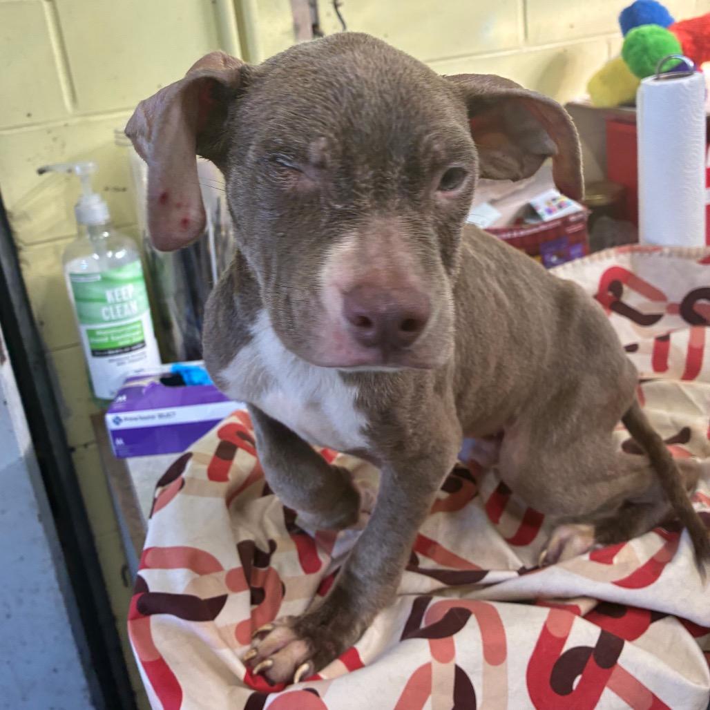 Rio, Adoptable, Puppy Male Pit Bull Terrier & Mixed Breed.