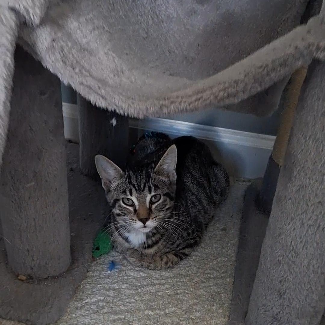 Villy, a Adoptable Domestic Short Hair in BUTLER, PA image 3/5