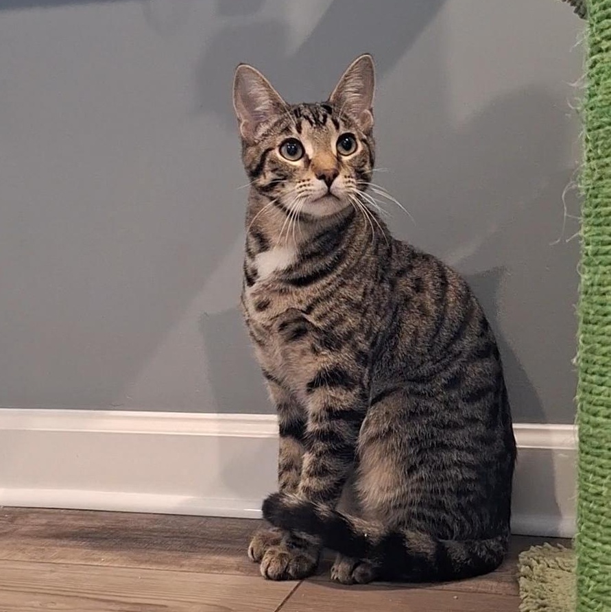 Villy, a Adoptable Domestic Short Hair in BUTLER, PA image 1/6