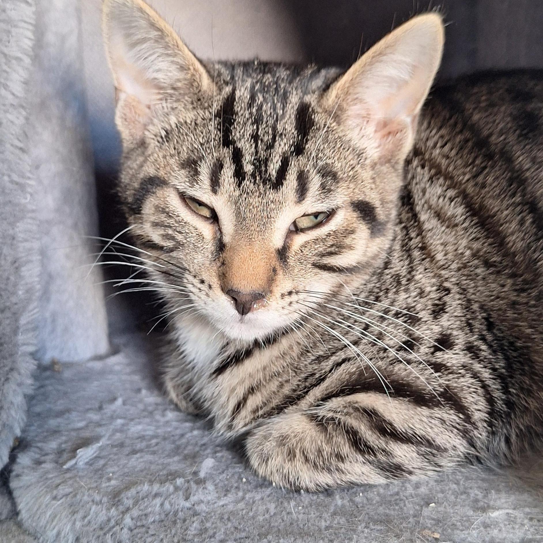 Villy, a Adoptable Domestic Short Hair in BUTLER, PA image 2/5