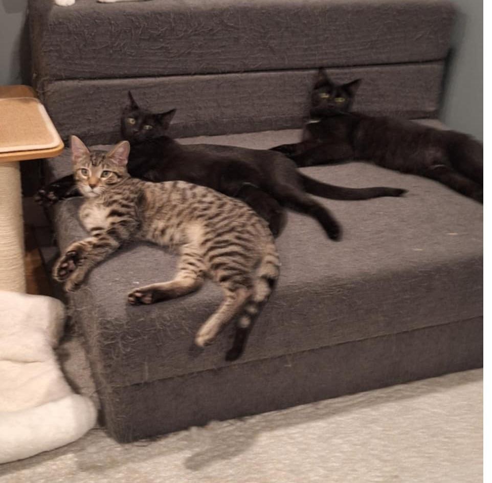 Villy, a Adoptable Domestic Short Hair in BUTLER, PA image 4/5