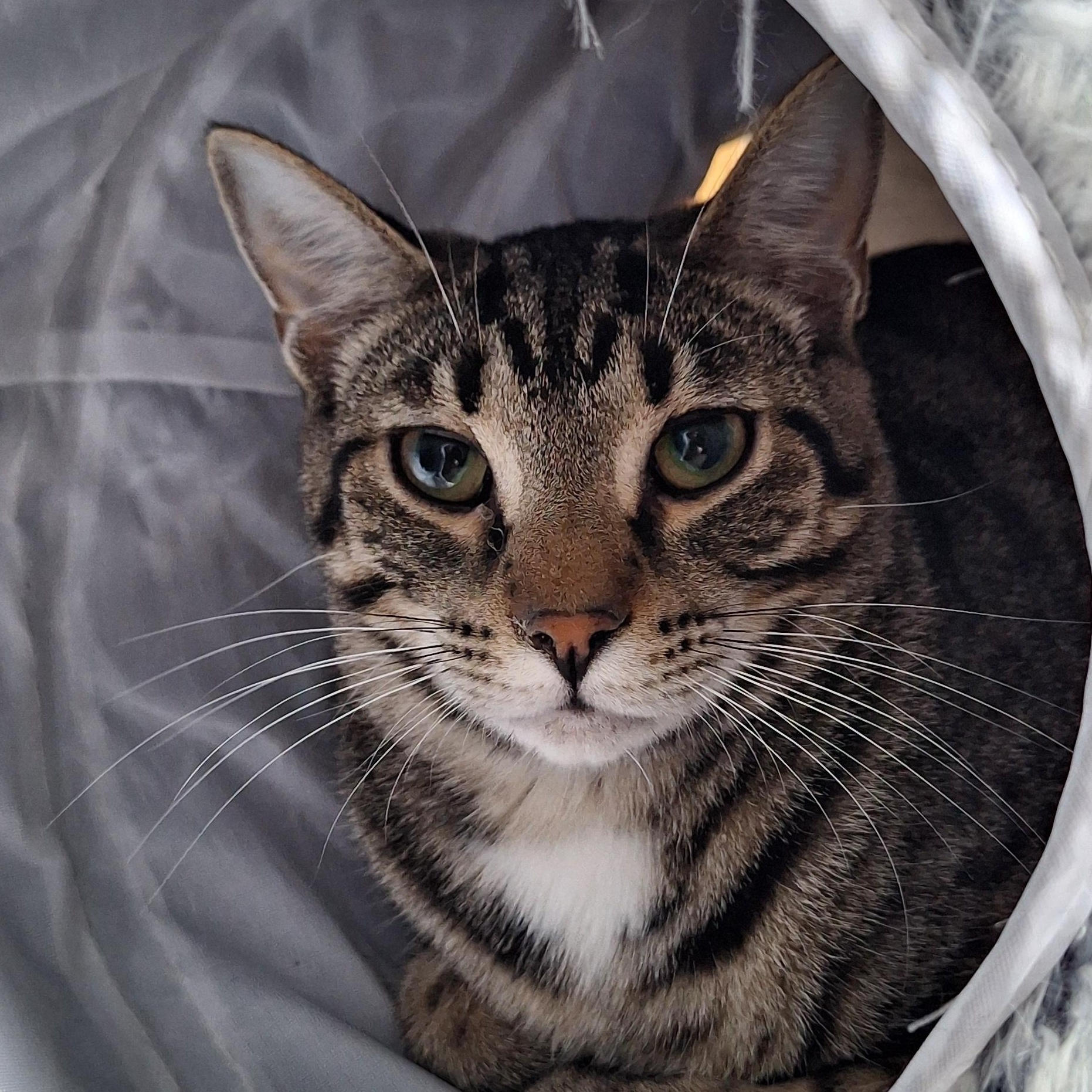 Villy, a Adoptable Domestic Short Hair in BUTLER, PA image 1/6