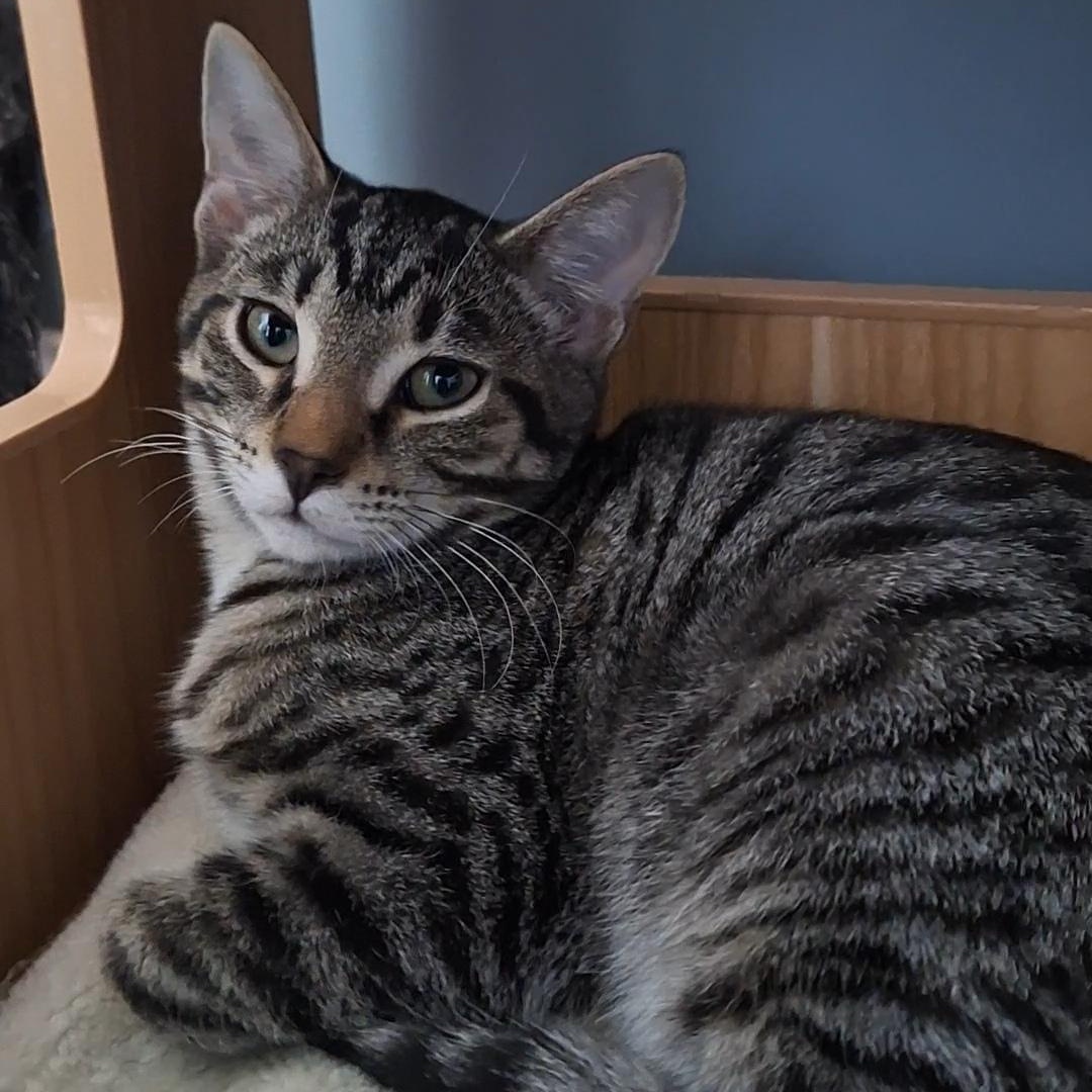 Villy, a Adoptable Domestic Short Hair in BUTLER, PA image 1/5