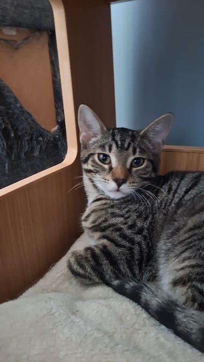 Enlarge Villy, a Adoptable Domestic Short Hair in BUTLER, PA video 5/5