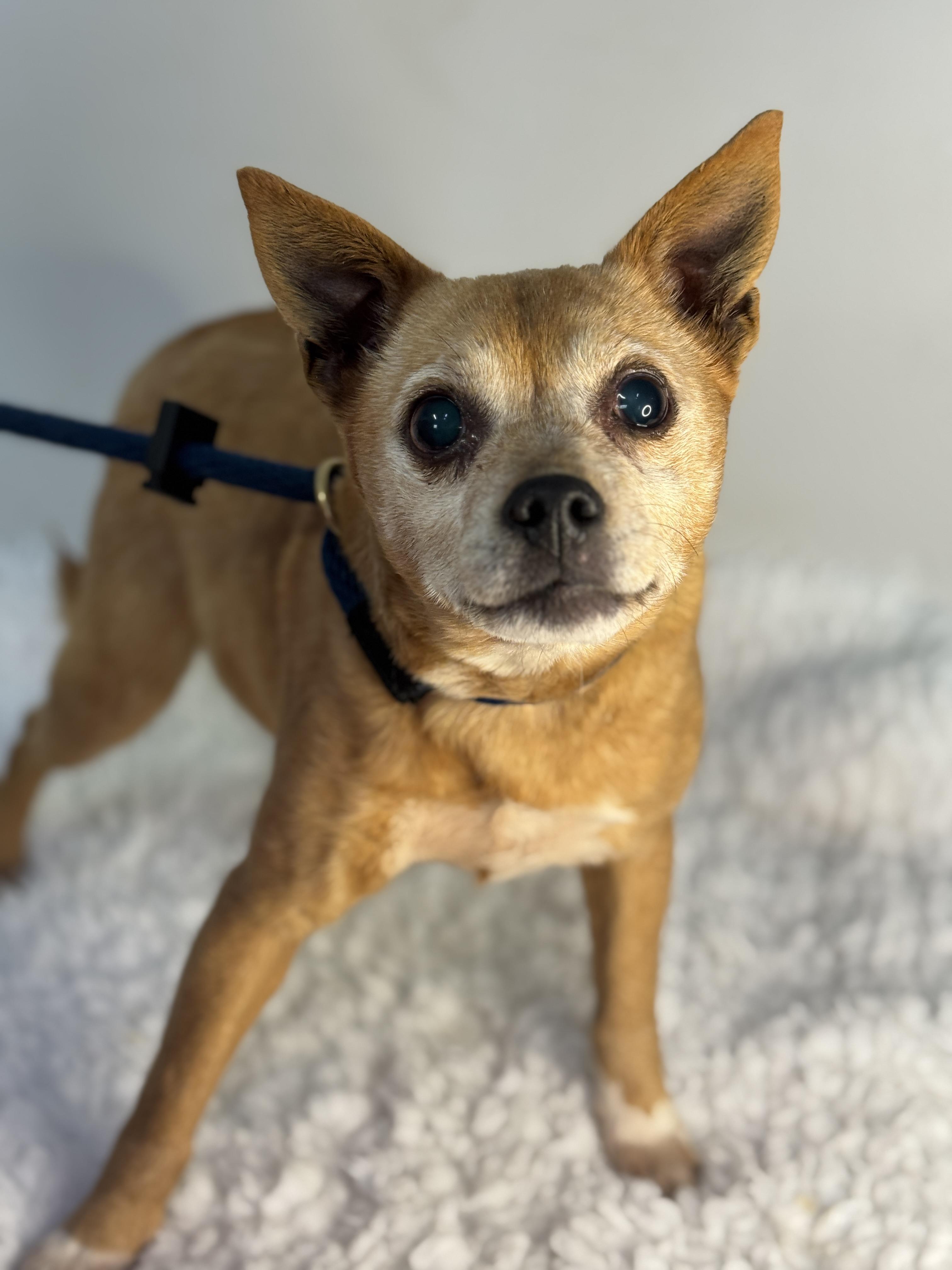 Bumper, ADOPTABLE, Adult Female Shiba Inu & Chihuahua.