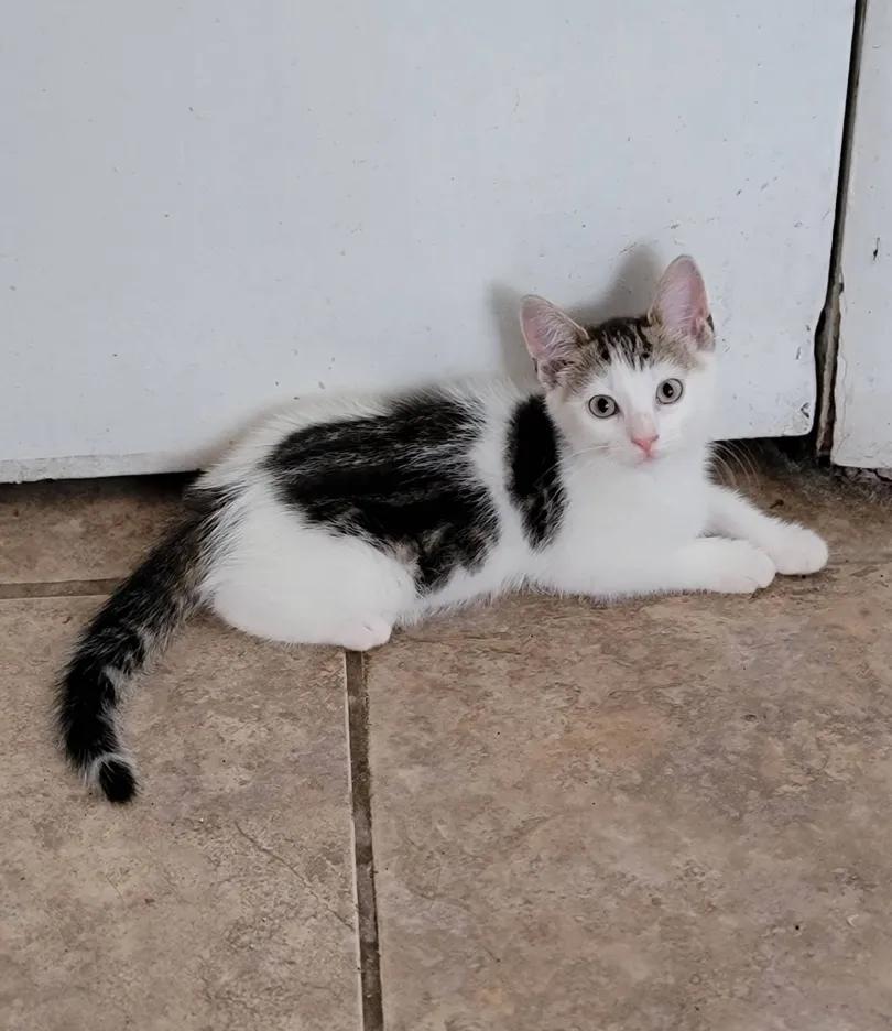 Kitana, a Adoptable Domestic Short Hair in Florham Park, NJ image 2/2